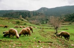 Pecore al pascolo nei dintorni di  Ifrane ...