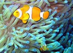 Pesce pagliaccio nella Grande Barriera Corallina del Queensland  -  Foto di Giulio Badini