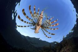 Pesce Leone nel Mar Rosso: un classico incontro durante lo snorkeling nelle acque di  Sharm el Sheikh, penisola del Sinai in Egitto - © Rich Carey / Shutterstock.com