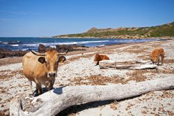 Le mucche di Plage Ostriconi: la natura selvaggia della Corsica - Plage Ostriconi è situata nel nord della Corsica, nel territorio chiamato Desert des Agriates, dove la natura regna sovrana. ...