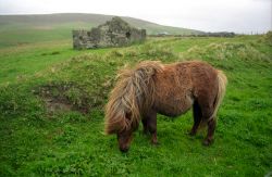 Un tipico Pony delle Shetland (Scozia) al pascolo tra i paesaggi tipici dell'arcipelago - © Attila JANDI / Shutterstock.com