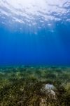 Prateria a Posidonie nei fondali sabbiosi di Nuweiba nel Mar Rosso (Sinai) in Egitto - © Richard Whitcombe / Shutterstock.com