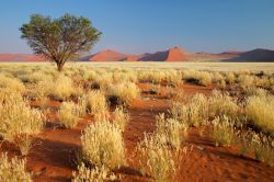 Prateria desertica della Namibia con le grandi dune di sabbia sullo sfondo - © EcoPrint / Shutterstock.com
