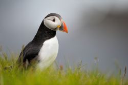 Una pulcinella di mare (Puffin) fotografata alle isole Shetland in Scozia, meta dei viaggiatori appassionati di birdwatching. L'isola più famosa per poter avvistare questi ed altre ...