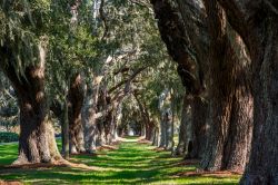 Aree verdi a New Orleans - Oltre che per gli appasionati di musica e jazz, New Orleans è un'ottima meta anche per chi cerca una vacanza all'insegna della natura. La bella città ...