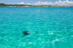 Una razza (stingray) nel mare cristallino della baia di Diego Suarez in Madagascar - © Pierre-Yves Babelon / Shutterstock.com