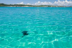 Una razza (stingray) nel mare cristallino della ...