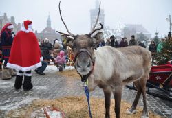 Renna di  Babbo Natale in piazza a Danzica (Polonia) - © www.pomorskie.travel