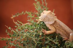 Rettile del genere Pogona, Red Centre - Il drago barbuto si può vedere nel Desert Park di Alice Springs nel Northern Territory in Australia - © Gianna Stadelmyer / Shutterstock.com ...