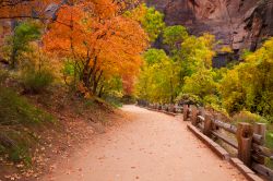 Zion National Park (Utah, USA): il Riverside Trail, qui fotografato in autunno e guardando in direzione dei Narrows, è uno dei sentieri più famosi e amati del parco. Percorrerlo ...