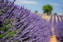 Route de la Lavande, fotografata nei pressi di Valensole, in Provenza (Francia) - © ultimathule / Shutterstock.com