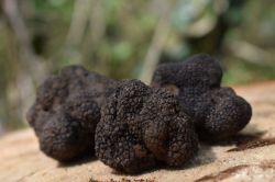 Il tartufo di Canterano viene celebrato in autunno con una importante sagra  - © tartufocanterano.it/