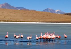 Salar colorato Bolivia fenicotteri rosa -  Foto di Giulio Badini i Viaggi di Maurizio Levi 