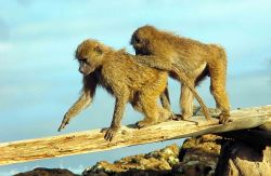 Scimmie fotografate durante un safari in Tanzania - Foto di Giulio Badini