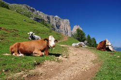 Sentiero tra le montagne dellìAlpe di Siusi: mucche al Pascolo tra i prati del Trentino Alto Adige - © Squarciomomo / Shutterstock.com