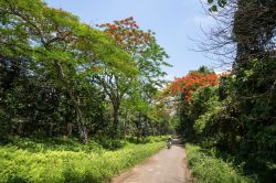 Sentiero nel Cuc Phuong National Park, Vietnam: si tratta del primo Parco Nazionale vietnamita, inaugurato personalmente nel 1962 da Ho Chi Minh - Foto © Michael Hero / Shutterstock.com ...