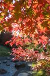 Sentiero autunnale Giardini Sissi Merano - cortesia ...