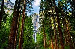 Sequoie allo Yosemite Natinal Park e la grande cascata del Parco Nazionale USA - © Lorcel / Shutterstock.com