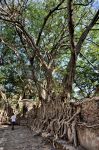 Sicomoro alla Piscina Fasilide di Gondar