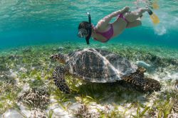 Snorkeling a Bali incontro con tartaruga Indonesia - © cdelacy / Shutterstock.com