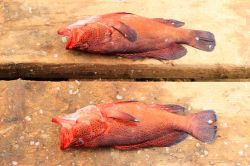 Sulla spiaggia di Santa Maria, sull'Ilha do Sal, è facile trovare pesce fresco appena pescato dai pescatori sull'arcipelago di Capo Verde - © Michel Borges / ...