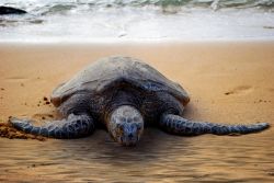 Tartaruga di mare su di una spiaggia di Oahu. Il grande rettile al tramonto si avventura sulla spiaggia per deporre le uova. Le isole Hawaii hanno alcune spiagge protette dove le gradi taetarughe ...