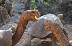 Testuggini durante un rituale di pre accoppiamento alle Isole Galapagos. Quello che si verifica fra il maschio e la femmina di questa specie animale, che sia acquatica o terrestre, è ...