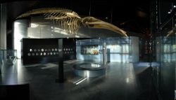 Tolosa, il Museo di Storia Naturale - © Museum de Toulouse - Frédéric Ripoll