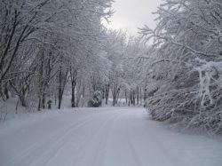 Il paesaggio incantato durante una passeggiata tra i boschi del Monte Floyen a Bergen (Norvegia).