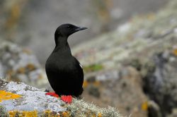 Un Guillemot nero (Cepphus grylle) alle isole ...