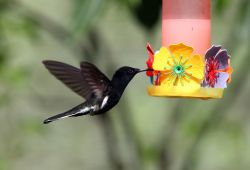 Un colibri fotografato a Iguazu in Brasile - © Luiz C. Ribeiro / Shutterstock.com