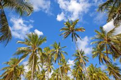 Un gruppo di palme isola di Mafia Tanzania - © Kjersti Joergensen / Shutterstock.com