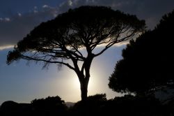 Un pino sulla costa di Porto Vecchio in Corsica. La presenza di abbondante macchia mediterranea conferisce al paesaggio un bel tocco di verde che assieme al turchese del mare, il rosa delle ...