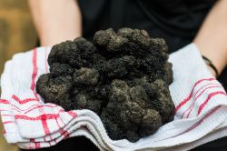 Un grande tartufo di Sarlat, dove ogni anno si svolge una importante festa a tema di questi tuberi e dei funghi in Francia - © ostill / Shutterstock.com