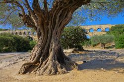 Un vecchio olivo prova a rivaleggiare in età con l'antico ponte romano dell'acquedotto di Pont du Gard in  Francia, che si trova vicino alla località di Vers - © ...