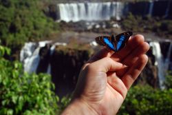 Una delle migliaia di farfalle che si incontrano alle cascate di Iguazù in Brasile  - © Harald Toepfer / Shutterstock.com