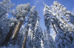 Una nevicata rende magiche le foreste del Sequoia - Kings Canyon National Park in California - © spirit of america / Shutterstock.com