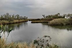 Valle Ghebo Vacche, nella Laguna di Grado 2