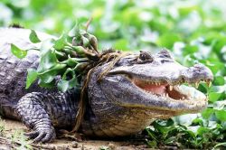 Venezuela Llanos caimano nella palude - Foto di Giulio Badini