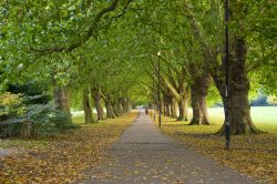 Autunno in un parco di Cambridge, Inghilterra - Una bella immagine di un vialetto alberato in uno dei tanti parchi della città britannica. Con l'arrivo dell'autunno le foglie ...