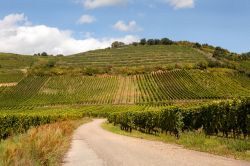 Vigneti d'Alsazia nei dintorni di Riquewihr, Francia - Dal riesling, famoso per essere uno dei migliori bianchi al mondo, allo speziato gewurztraminer, un tour in Alsazia non può ...