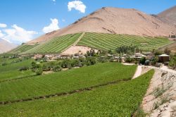 I vigneti lungo la ruta del pisco, Valle del Elqui, Cile - © ALCE - Fotolia.com