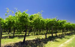 Vigneti nelle campagne di Perth, Australia. Quasi tutte le grandi vallate verdeggianti del paese sono caratterizzate da vigneti e piantagioni. 41655151