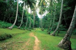 Welchman Hall Gully Barbados, una magnifica collezione di piante in una foresta tropicale - Fonte: Barbados Tourism Authority