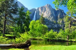 Yosemite National Park, sullo sfondo le grandi Upper Falls, le più alte della California e di tutto il Nord America - © EastVillage Images / Shutterstock.com