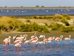 Zone umide della Camargue con trampolieri e vegetazione mediterranea sud Francia - © PHB.cz (Richard Semik)