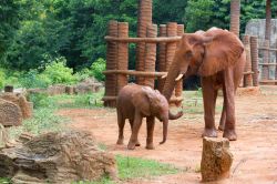 Una coppia di elefanti presso lo Zoo Khorat, nella città di Nakhon Ratchasima, in Thailandia - © kasipat / Shutterstock.com 