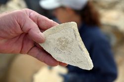 A caccia di fossili a Mülheim nel parco di Altmuhltal: il ritrovamento di una ammonite  - © foto: Sonja Vietto Ramus e Massimo Valentini