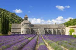 Abbazia di Sénanque e fiori di lavanda a Gordes, Francia - E' la protagonista di cartoline e di calendari di tutta la regione. Abitata ancora oggi da monaci e frati, l'abbazia ...