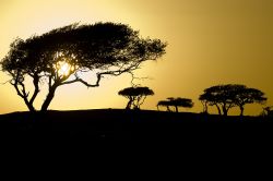 Queste acacie nell'Oman sono le tipiche piante da deserto, riuscendo  vivere con minime quantità d'acqua - Copyright Ufficio del Turismo del Sultanato dell'Oman